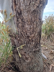Corymbia tessellaris