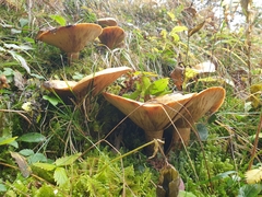 Lactarius scrobiculatus