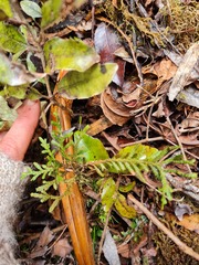 Libocedrus bidwillii