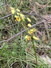 Diuris sulphurea