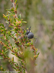 Polyrhachis schistacea