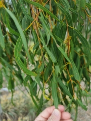 Corymbia tessellaris