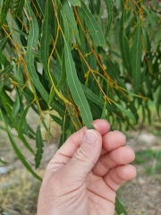 Corymbia tessellaris