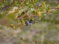 Polyrhachis schistacea