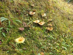 Lactarius scrobiculatus