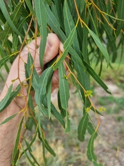 Corymbia tessellaris