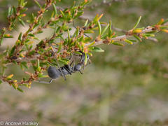Polyrhachis schistacea