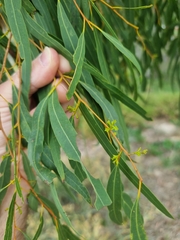 Corymbia tessellaris