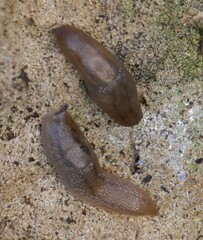 Ambigolimax valentianus