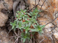 Otiophora calycophylla