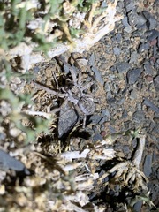 Pavocosa