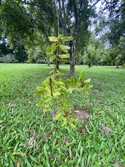 Macadamia integrifolia