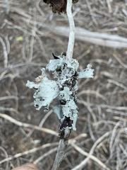 Platismatia wheeleri