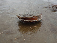 Pecten novaezelandiae