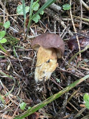 Boletus pinophilus