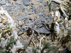 Pavocosa