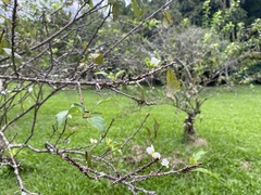Prunus salicina