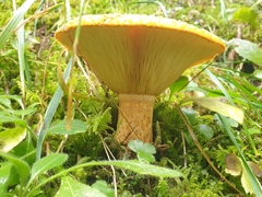 Lactarius scrobiculatus