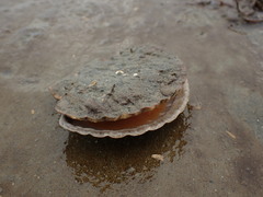 Pecten novaezelandiae