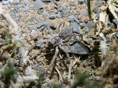 Pavocosa