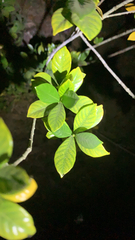 Gardenia jasminoides