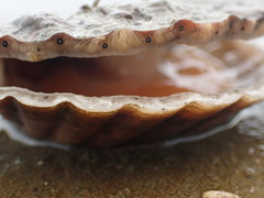 Pecten novaezelandiae