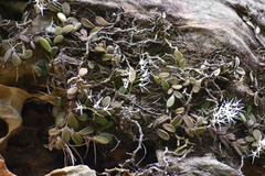 Dendrobium linguiforme