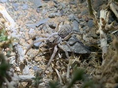 Pavocosa