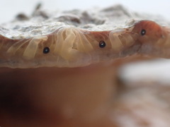 Pecten novaezelandiae