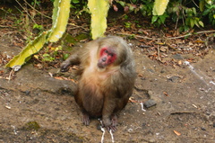 Macaca arctoides