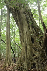 Ficus burkei