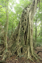 Ficus burkei