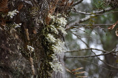 Dendrobium linguiforme