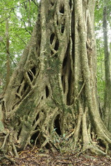Ficus burkei