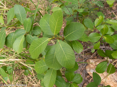 Ficus burkei