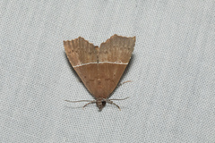 Catada vagalis