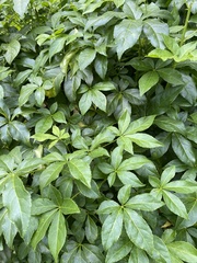 Eleutherococcus trifoliatus setosus