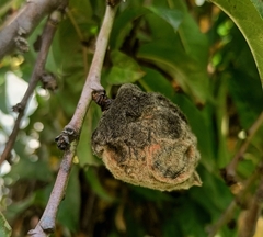 Botrytis