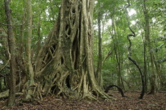 Ficus burkei