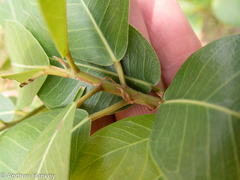 Ficus burkei