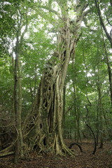 Ficus burkei