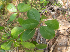 Ficus burkei