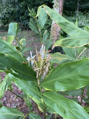Hedychium