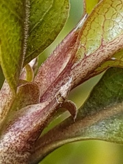 Coprosma tenuifolia