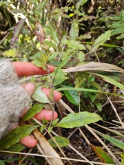 Coprosma tenuifolia