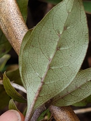 Coprosma tenuifolia