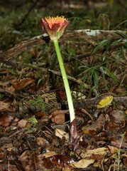 Scadoxus membranaceus