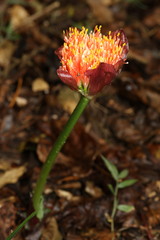 Scadoxus membranaceus