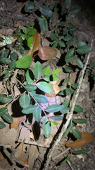 Ilex vomitoria