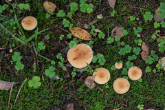 Paralepista flaccida